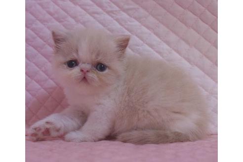東海でエキゾチックショートヘアの子猫を探す 子猫ブリーダーナビ