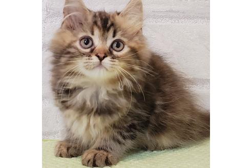 神奈川県のブリーダーを探す 子猫ブリーダーナビ 神奈川県のブリーダーを探す 子猫ブリーダーナビ