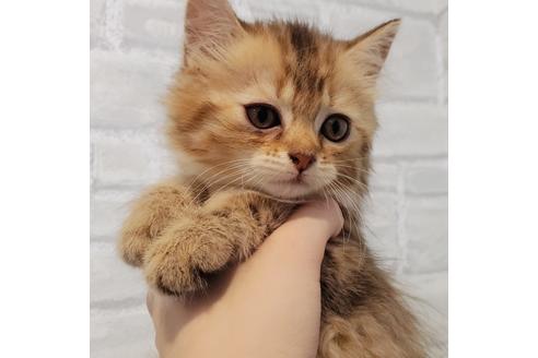 神奈川県のブリーダーを探す 子猫ブリーダーナビ 神奈川県のブリーダーを探す 子猫ブリーダーナビ