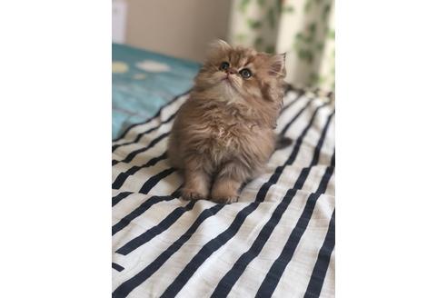 ペルシャの子猫を探す 子猫ブリーダーナビ ペルシャの子猫を探す 子猫ブリーダーナビ