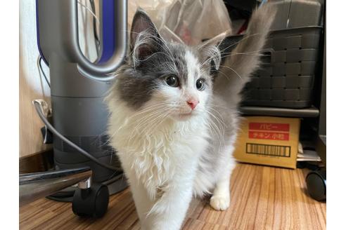 関東でノルウェージャンフォレストキャットの子猫を探す｜子猫 