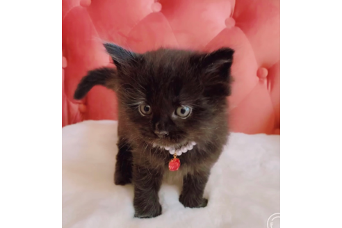 徳島県のメインクーン 女の子 21 08 16生まれ かっこいいブラック 天然ﾁｬﾝ ﾟ 子猫id 子猫ブリーダーナビ