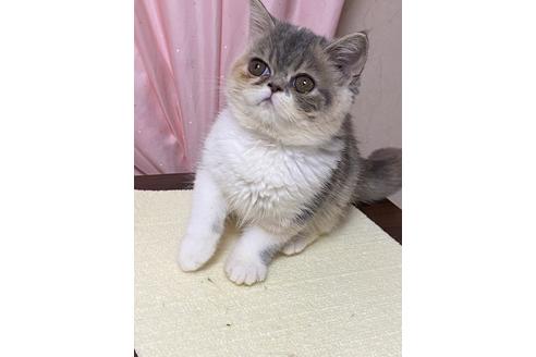 茨城県のエキゾチックショートヘア 女の子 21 06 25生まれ 可愛いくてごめんなさい 子猫id 子猫ブリーダーナビ