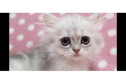 ペルシャ チンチラ の子猫を探す 子猫ブリーダーナビ ペルシャ チンチラ の子猫を探す 子猫ブリーダーナビ