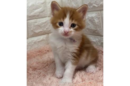 埼玉県のメインクーン 男の子 21 08 23生まれ 長毛 大型猫 可愛い 子猫id 173 子猫ブリーダーナビ