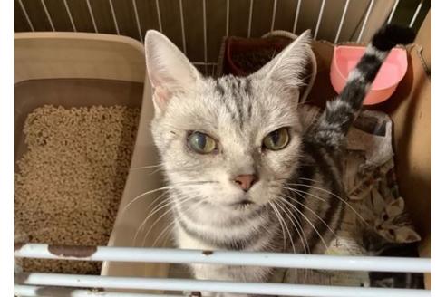 販売中のアメリカンショートヘアの親猫