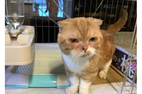販売中のマンチカンの親猫