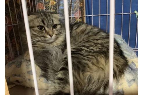 販売中のマンチカンの親猫