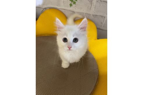神奈川県でマンチカンの子猫を探す 子猫ブリーダーナビ