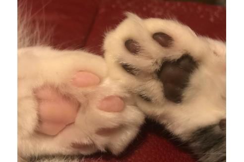 関淳一郎ブリーダー｜子猫ブリーダーナビ