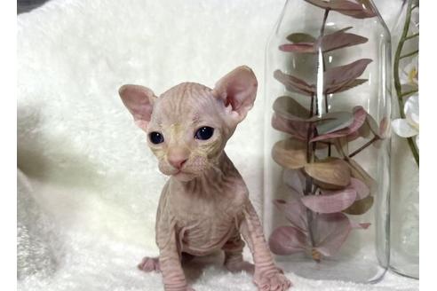 スフィンクスの子猫を探す 子猫ブリーダーナビ