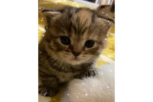 北海道のブリーダーを探す 子猫ブリーダーナビ