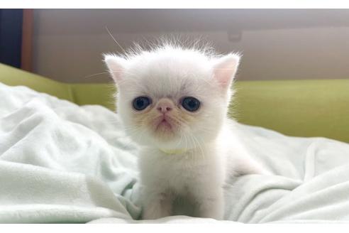 岐阜県のエキゾチックショートヘア 男の子 21 09 10生まれ 白い天使 子猫id 子猫ブリーダーナビ 岐阜県のエキゾチックショートヘア 男の子 21 09 10生まれ 白い天使 子猫id 子猫ブリーダーナビ