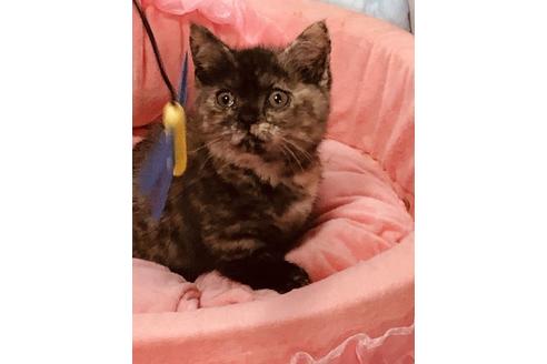 北海道でマンチカンの子猫を探す 子猫ブリーダーナビ
