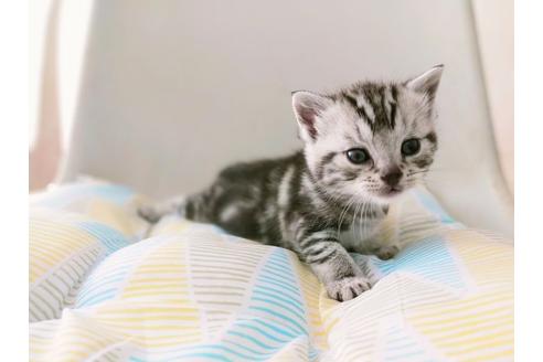 東京都のマンチカン 男の子 21 09 生まれ 可愛い王子様 子猫id 177 子猫ブリーダーナビ