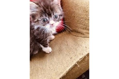 北海道でマンチカンの子猫を探す 子猫ブリーダーナビ