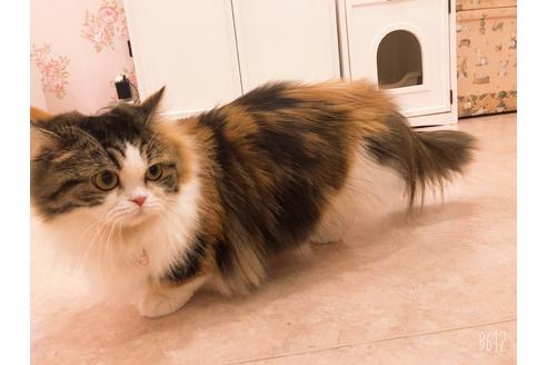 販売中のミヌエットの親猫