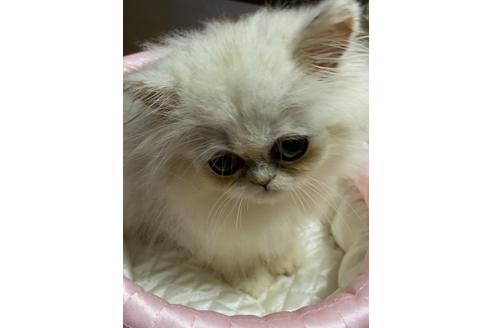 ペルシャ チンチラ の子猫を探す 子猫ブリーダーナビ ペルシャ チンチラ の子猫を探す 子猫ブリーダーナビ