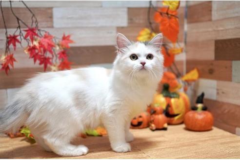 北海道のラガマフィン 男の子 21 05 02生まれ 瞳が愛らしい子です 子猫id 1 子猫ブリーダーナビ