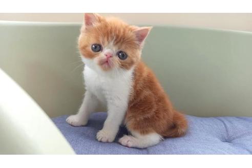 岐阜県のエキゾチックショートヘア 女の子 21 09 26生まれ レッドタビー ホワイト 子猫id 子猫ブリーダーナビ
