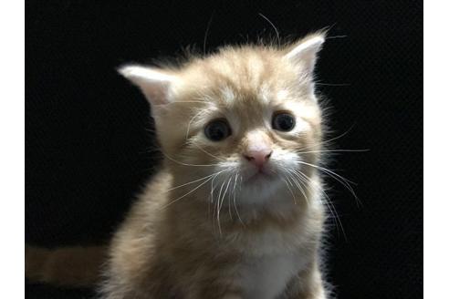 鳥取県のマンチカン｜女の子・2021/09/30生まれ・人気のレッドカラー 