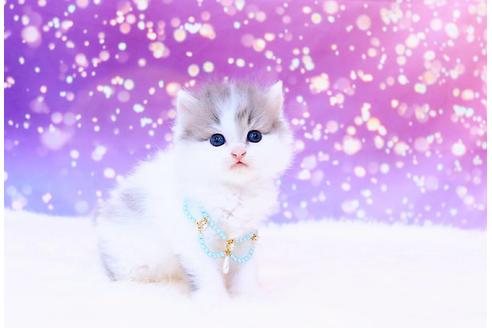 岐阜県のラガマフィン 男の子 21 09 27生まれ 甘えんボーイ ୨୧ ᴗ 性格もバッチリ 子猫id 子猫ブリーダーナビ