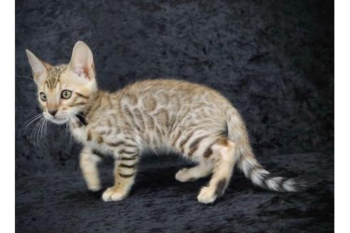 千葉県のベンガル 男の子 21 08 31生まれ 遊ぶの大好きな男の子 子猫id 子猫ブリーダーナビ