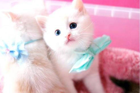 北海道でマンチカンの子猫を探す 子猫ブリーダーナビ