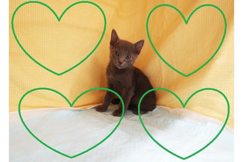 ロシアンブルーの子猫を探す（20ページ目）｜子猫ブリーダーナビ