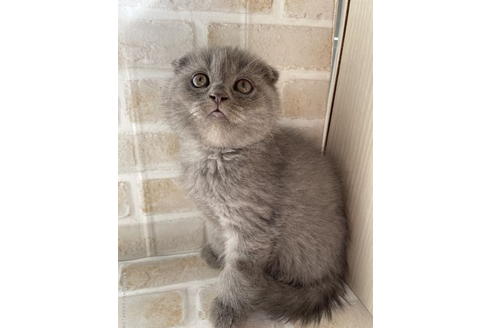 スコティッシュフォールドの子猫を探す|子猫ブリーダーナビ