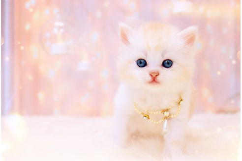 岐阜県のラガマフィン 女の子 21 10 10生まれ 淡いレッドの毛色が 華やかです 子猫id 1 子猫ブリーダーナビ