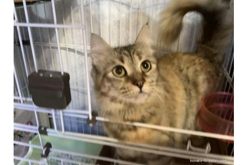 販売中のマンチカンの親猫