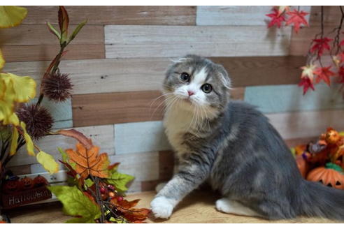 スコティッシュフォールドの子猫を探す|子猫ブリーダーナビ