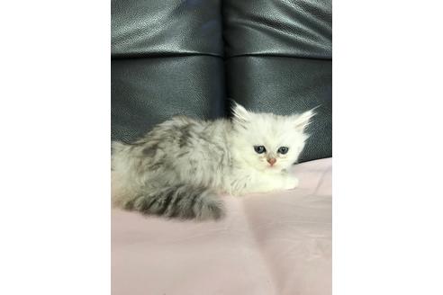 ペルシャ チンチラ の子猫を探す 子猫ブリーダーナビ