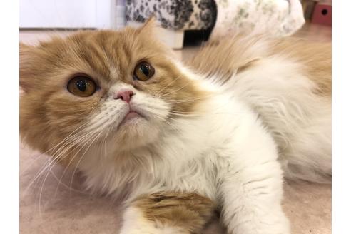 販売中のミヌエットの親猫