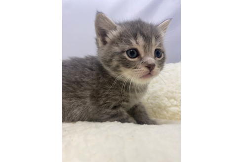 岐阜県でマンチカンの子猫を探す 子猫ブリーダーナビ