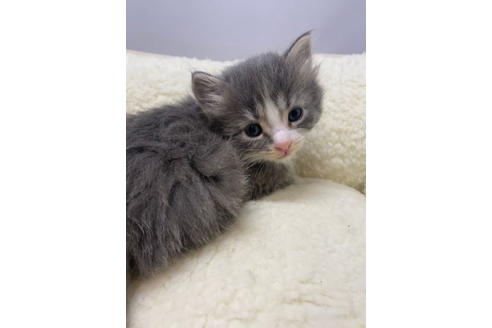 岐阜県でマンチカンの子猫を探す 子猫ブリーダーナビ