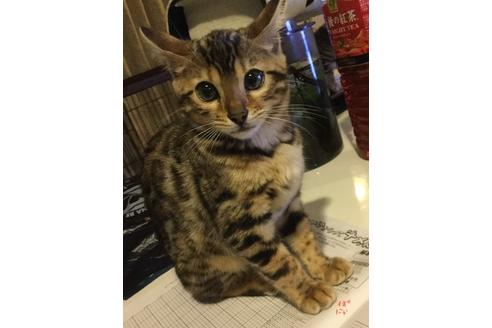 渡邉甲介ブリーダー|子猫ブリーダーナビ 渡邉甲介ブリーダー|子猫ブリーダーナビ