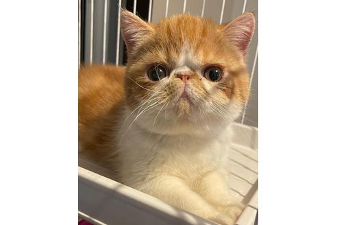 大阪府のエキゾチックショートヘア 男の子 21 08 24生まれ 可愛い 男の子 子猫id 子猫ブリーダーナビ