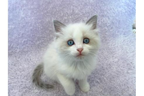 埼玉県のラグドール 女の子 21 10 11生まれ パパ猫 ママ猫の甘えん坊な性格を しっかり受け受け継いでいます すくすく育って元気いっぱいの 女の子です 子猫id 197 子猫ブリーダーナビ