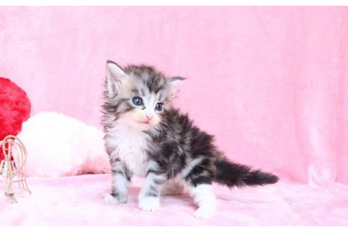 東京都のメインクーン 男の子 21 11 17生まれ 4頭兄妹の男の子 子猫id 子猫ブリーダーナビ