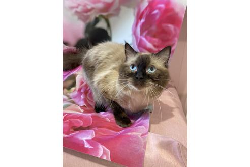 販売中のラグドールの親猫