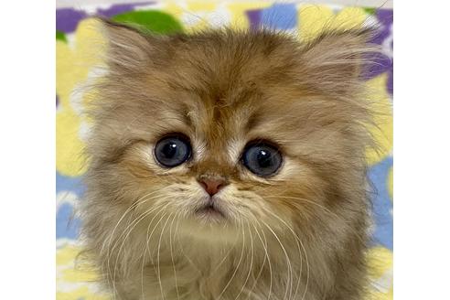 東京都のペルシャ チンチラ 男の子 21 10 13生まれ チンチラゴールデン 男の子 子猫id 子猫ブリーダーナビ
