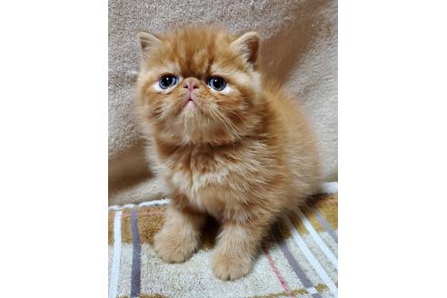 神奈川県のエキゾチックショートヘア 男の子 21 11 04生まれ むっちりコロコロの子猫です 子猫id 子猫ブリーダーナビ