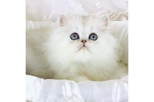 愛知県のペルシャ チンチラ 女の子 21 10 12生まれ まん丸お目目の姫様です 子猫id 171 子猫ブリーダーナビ