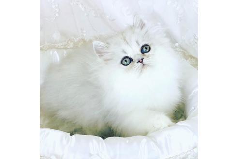 ペルシャ チンチラ の子猫を探す 子猫ブリーダーナビ