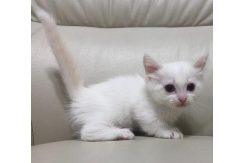 鹿児島県の子猫を探す 子猫ブリーダーナビ 鹿児島県の子猫を探す 子猫ブリーダーナビ