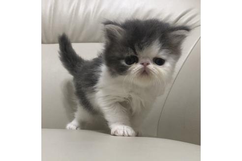 鹿児島県の子猫を探す 子猫ブリーダーナビ 鹿児島県の子猫を探す 子猫ブリーダーナビ