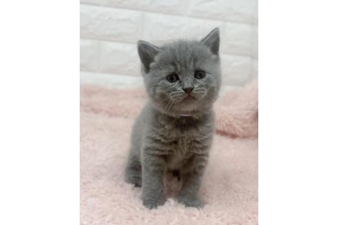 埼玉県のブリティッシュショートヘア 女の子 21 11 29生まれ ずんぐりむっくり可愛い 子猫id 240 子猫ブリーダーナビ