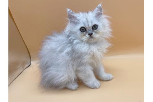 東京都のペルシャ 男の子 21 11 03生まれ チンチラシルバーのペルシャ男の子 子猫id 248 子猫ブリーダーナビ